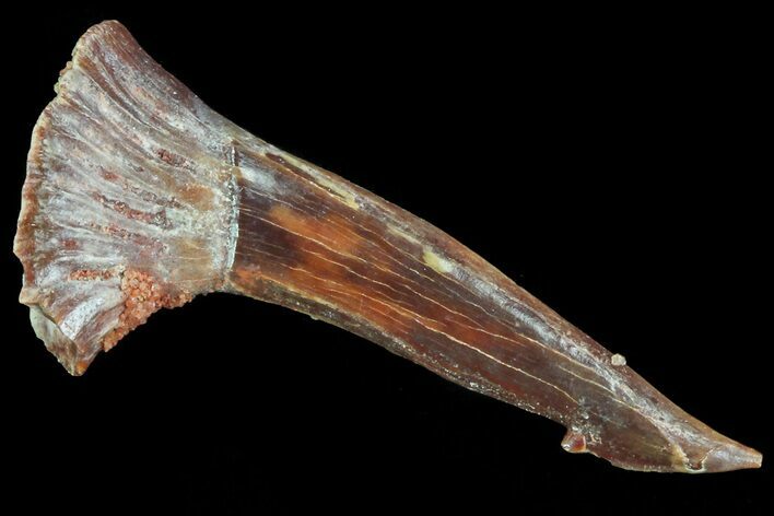 Cretaceous Giant Sawfish (Onchopristis) Rostral Barb #72728